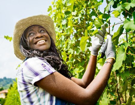 viticulture métier vert